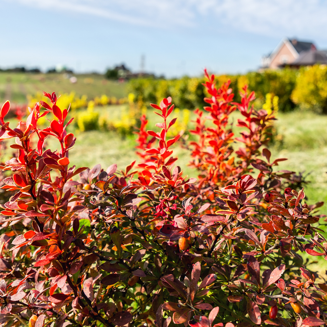 Berberine